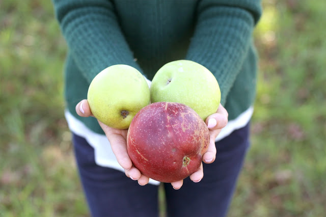 apple-picking-orchard-nc
